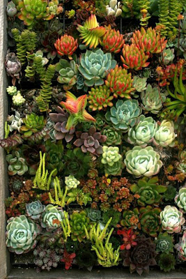 Succulent Dreams