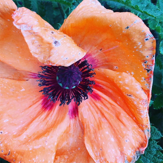 #BritishFlowersWeek