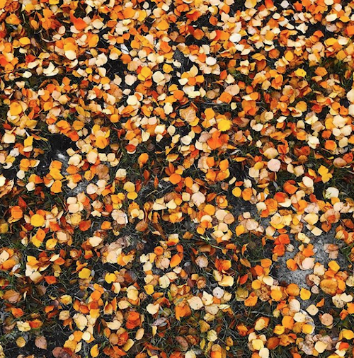 Interiors Roundup - Bring the Autumn Vibes!